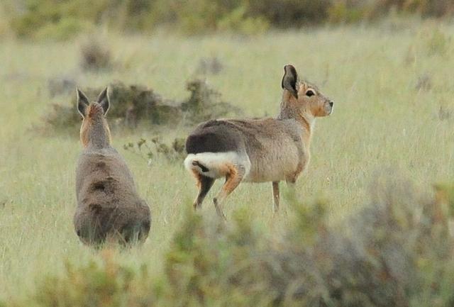 巴塔哥尼亚豚鼠（Dolichotis patagonum），也称巴塔哥尼亚玛拉或巴塔哥尼亚野兔