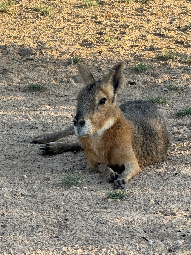 巴塔哥尼亚豚鼠（Dolichotis patagonum），也称巴塔哥尼亚玛拉或巴塔哥尼亚野兔