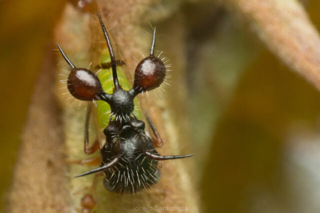 拟态蚂蚁角蝉（Cyphonia clavata）