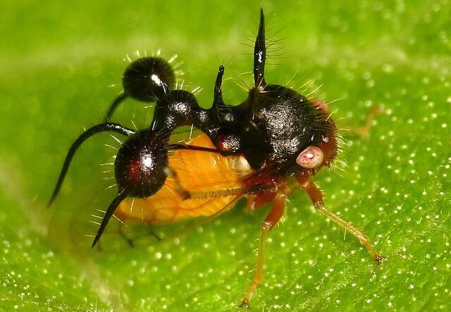 拟态蚂蚁角蝉（Cyphonia clavata）