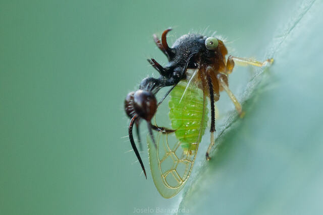 拟态蚂蚁角蝉 (Cyphonia clavata)——自然界的拟态大师