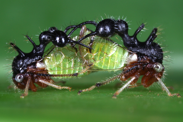 拟态蚂蚁角蝉（Cyphonia clavata）