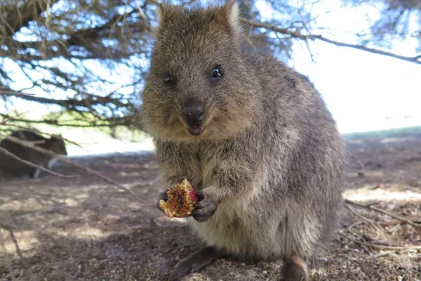 短尾矮袋鼠(Quokka):世界上最快乐的动物