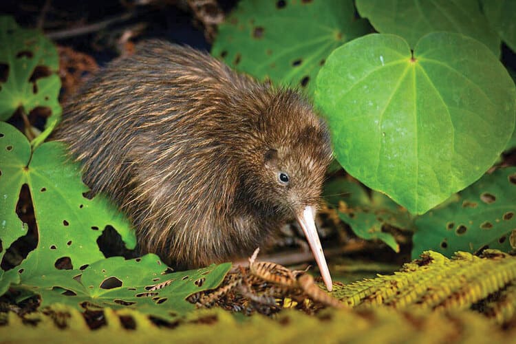 几维鸟(Kiwi,总述)