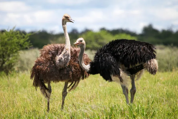 鸵鸟(Ostrich):形态特征、分类类型、分布栖息地与食性