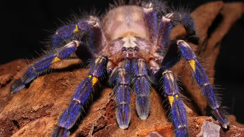 蓝如孔雀的“蓝宝石捕鸟蛛”(Gooty sapphire tarantula):特征、习性与保育现状