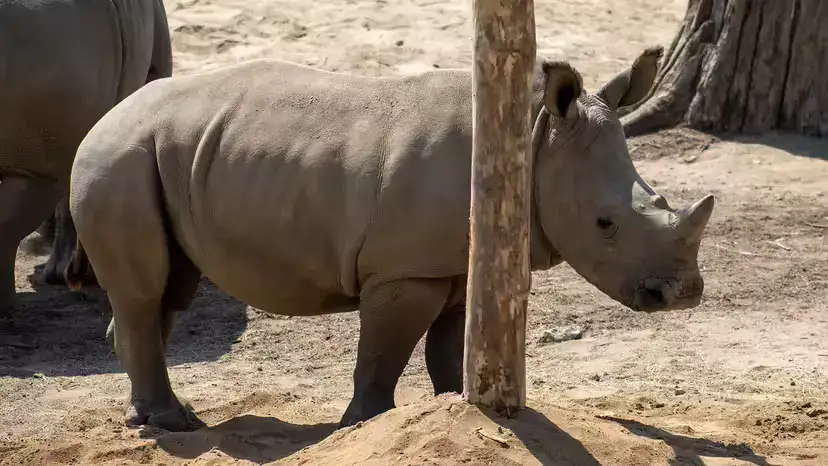 爪哇犀(Rhinoceros sondaicus):现存最稀有的犀牛