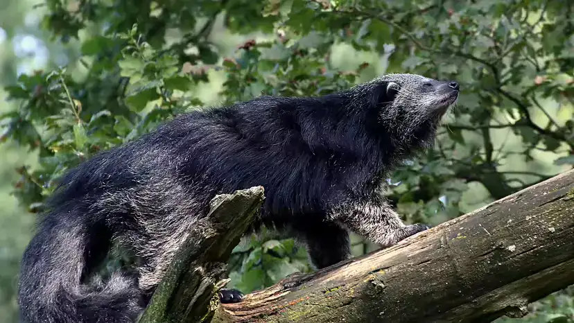 熊狸(Binturong / Bearcat)科普大全:既不是熊,也不是猫
