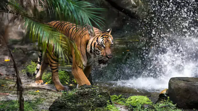 马来虎(Panthera tigris jacksoni):马来半岛的极危旗舰物种