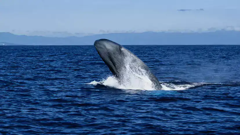 蓝鲸(Balaenoptera musculus):体型、叫声、栖息地、食性与保护