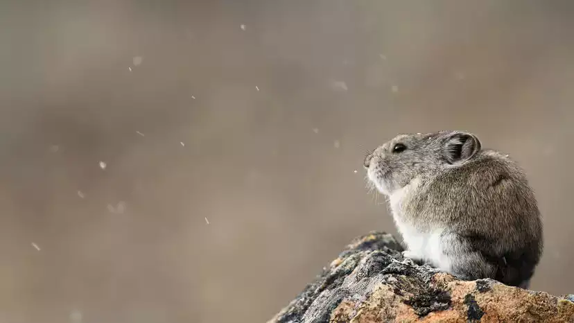 伊犁鼠兔(Ochotona iliensis):被时间追赶的“魔法兔”