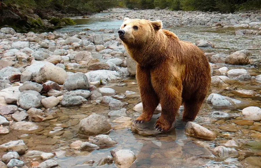戈壁熊(Gobi Bear):生活在沙漠深处的全球最稀有棕熊