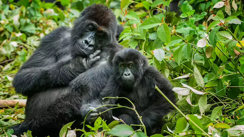 东部低地大猩猩(Gorilla beringei graueri):体型最大的猩猩,濒临绝境
