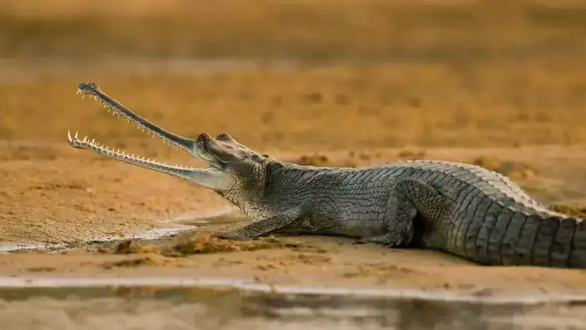恒河鳄(Gharial):“超窄长吻”的极危鳄类