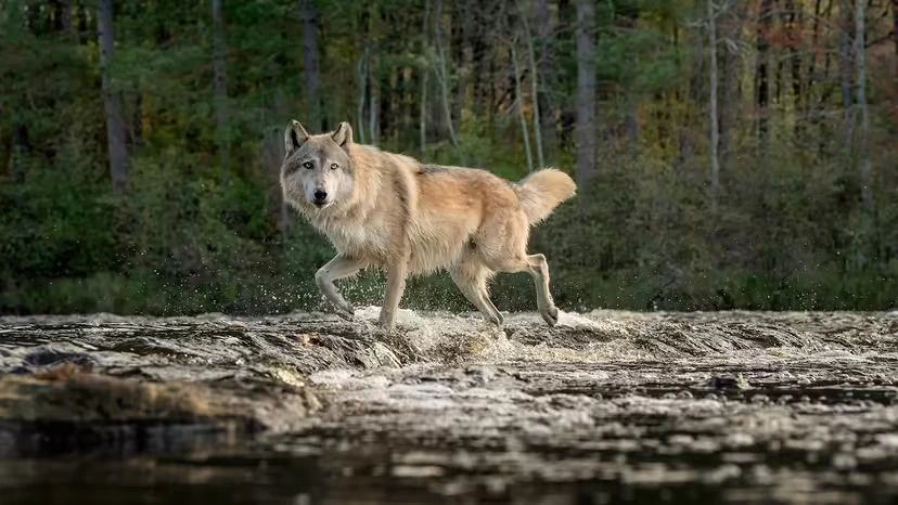 哈士奇 vs. 狼:长得像≠行为像