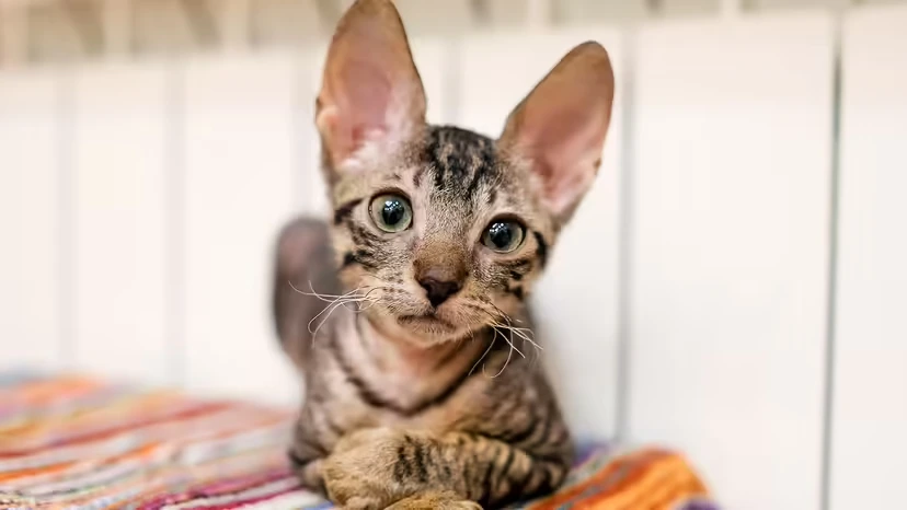 这8种“长得特别”的猫,其实可爱到上头(养护要点 + 性格指南)