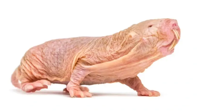 世界上“最丑”却最聪明的10种动物:外貌一般,功能满分