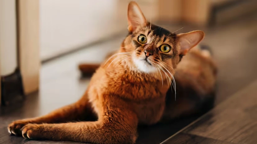 索马里猫:长毛“阿比”的灵动颜值与幼猫般的活力