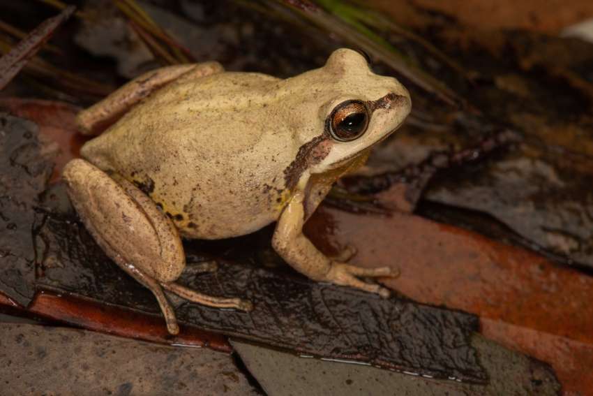 Amphibians