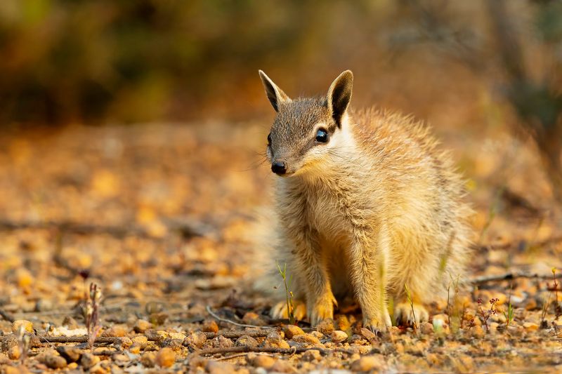 Mammals