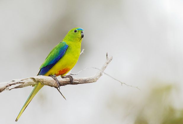 Orange-bellied Parrot