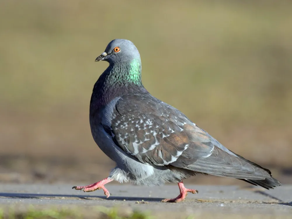 Scientific illustration of a pigeon stabilizing its head while walking