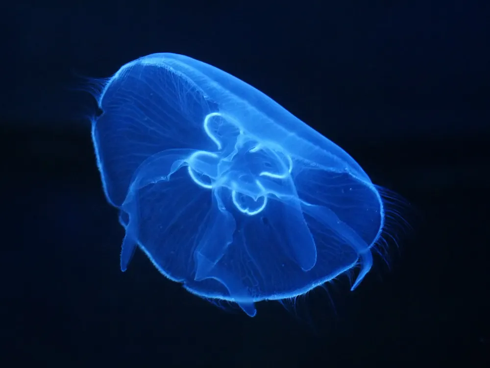 Moon jellyfish swimming underwater; one example of a tentacled animal