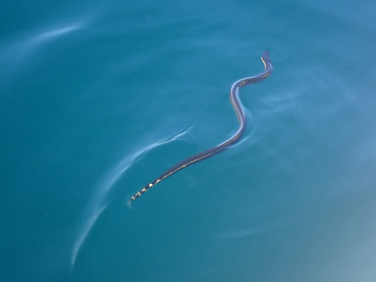 Sea Snake vs Eel: 6 Key Differences