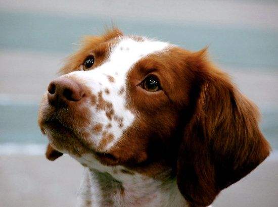 布列塔尼猎犬