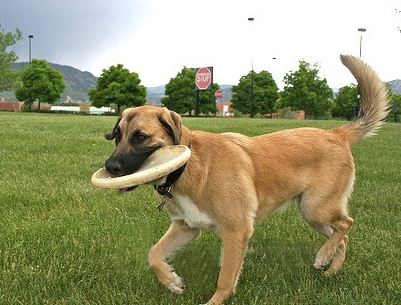 安纳托利亚牧羊犬