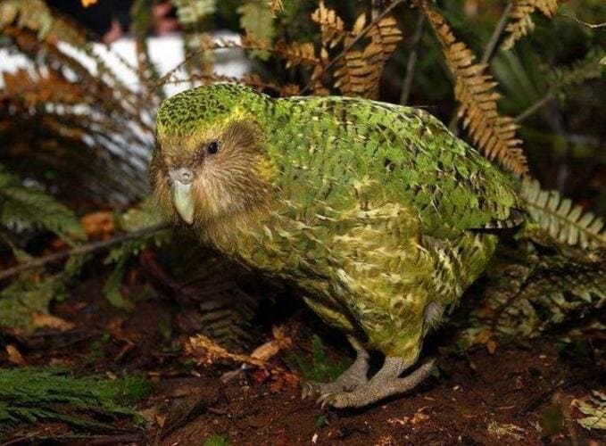 鸮鹦鹉(Kākāpō)