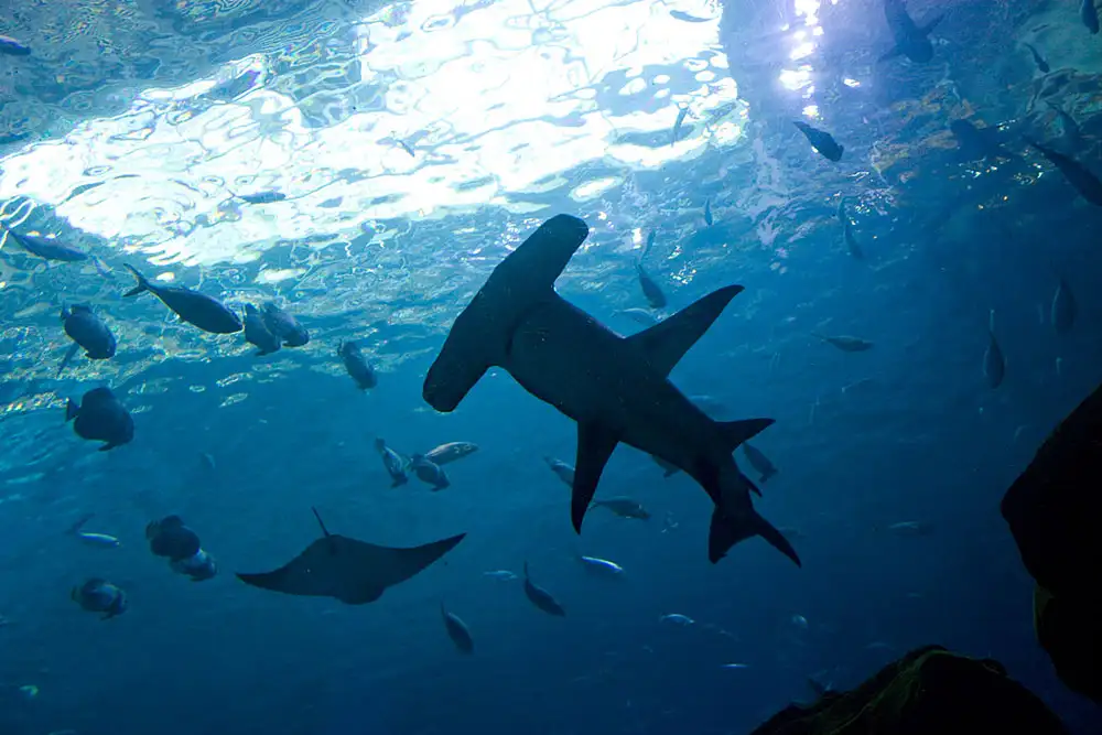 Smooth Hammerhead