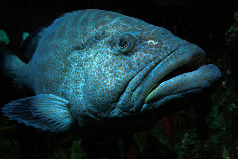 Groupers