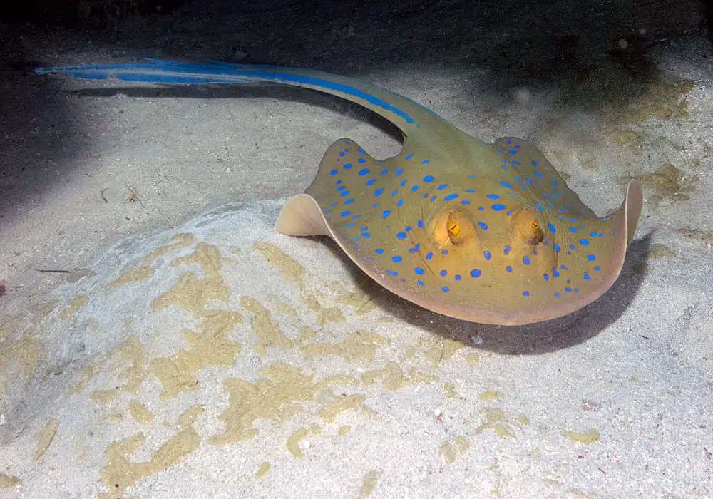 Japanese Red Stingray (Hemitrygon akajei|syn. Dasyatis akajei)