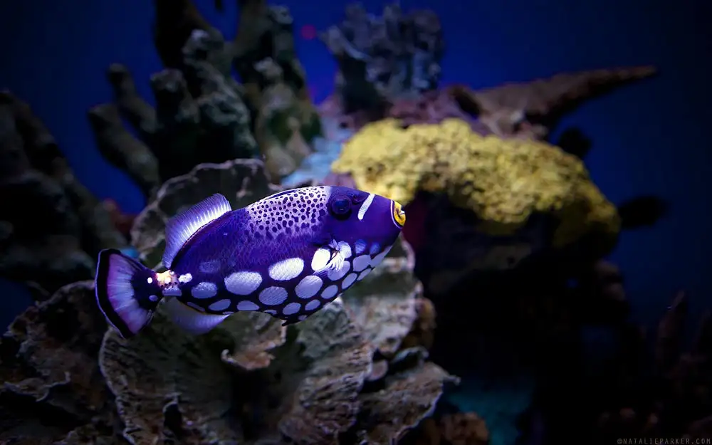 Balistoides conspicillum (Clown Triggerfish)